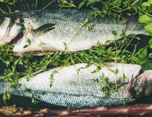 Pescado de Palamós